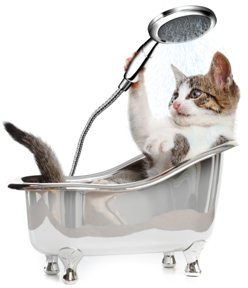 استمتع بتجربة ترويش قطط شاملة