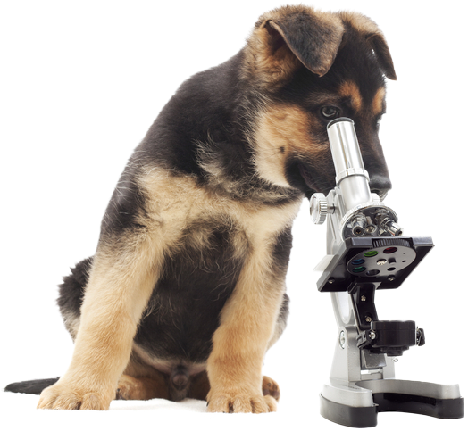 التحاليل الشاملة للقطط والكلاب